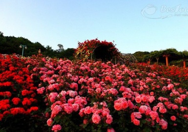 Thung lũng Hoa Hồng - biểu tượng ngọt ngào đất trời Sa Pa