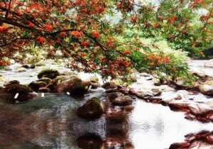 Ngắm mùa Vàng Anh nở rộ trên đất Quảng Bình