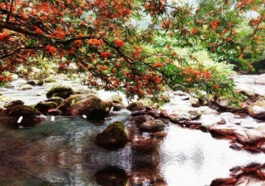 Ngắm mùa Vàng Anh nở rộ trên đất Quảng Bình