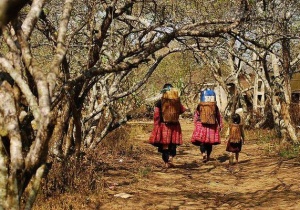 Bản Tả Phìn - Sa Pa