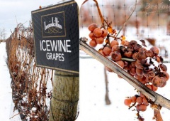 Du lịch Canada thưởng thức rượu vang đá