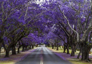 Chiêm ngưỡng vẻ đẹp mơ màng của Úc với hoa phượng tím tháng 9