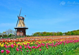 Ghé thăm vương quốc của loài hoa Tulip