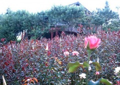 Thung lũng Hoa Hồng