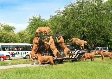 Safari World Bangkok- A-Z kinh nghiệm tham quan Vườn Thú Lớn Nhất Châu Á