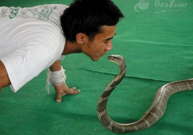 Lạ lẫm với trung tâm nghiên cứu rắn độc Thái Lan