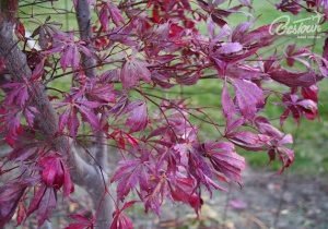 Địa điểm lý tưởng để ngắm lá phong chuyển màu tại Đài Loan (phần 1)