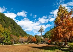 Mùa lá phong đỏ nơi xứ Đài