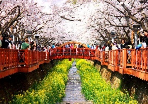 Đến suối Yeojwa ngắm hoa anh đào rực rỡ