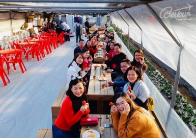 Trải nghiệm thú vị tại nông trại trồng dâu tây Hàn Quốc