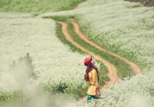 KINH NGHIỆM DU LỊCH MỘC CHÂU MÙA HOA CẢI