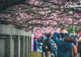 Du Lịch Tết Đài Loan 5 Ngày- Thưởng Ngoạn Hoa Anh Đào