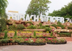 Sriracha Tiger Zoo-  Điểm du lịch nổi tiếng của Thái Lan