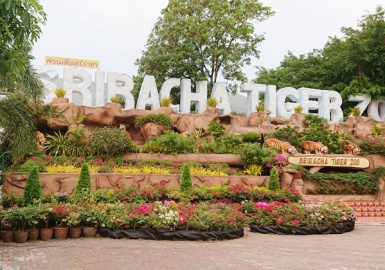 Sriracha Tiger Zoo-  Điểm du lịch nổi tiếng của Thái Lan