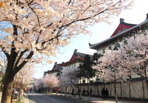 Hoa Anh Đào Trung Quốc và những điểm du lịch nổi tiếng