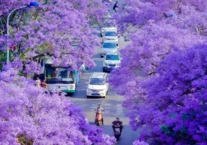 Check in mùa hoa phượng tím cực thơ ở Côn Minh 