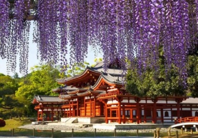 Đắm chìm trong mùa hoa tử đằng Nhật Bản nở rộ rực rỡ